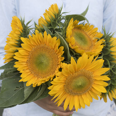 Pro-cut Gold Sunflower
Available July to October